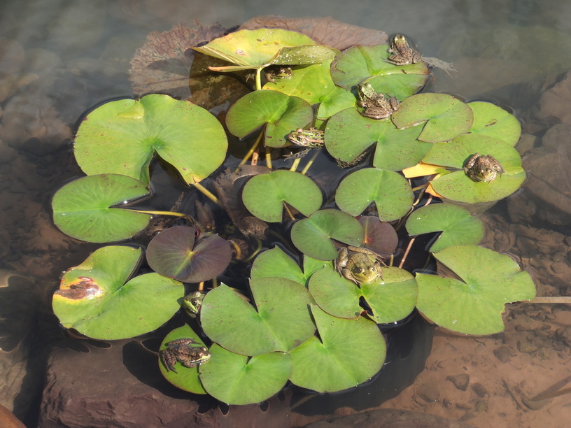 A group of leopard frogs sitting on lilypads.