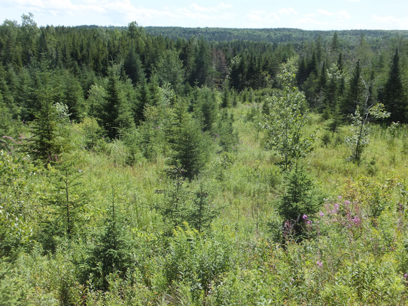 A young forest, spruce and alder