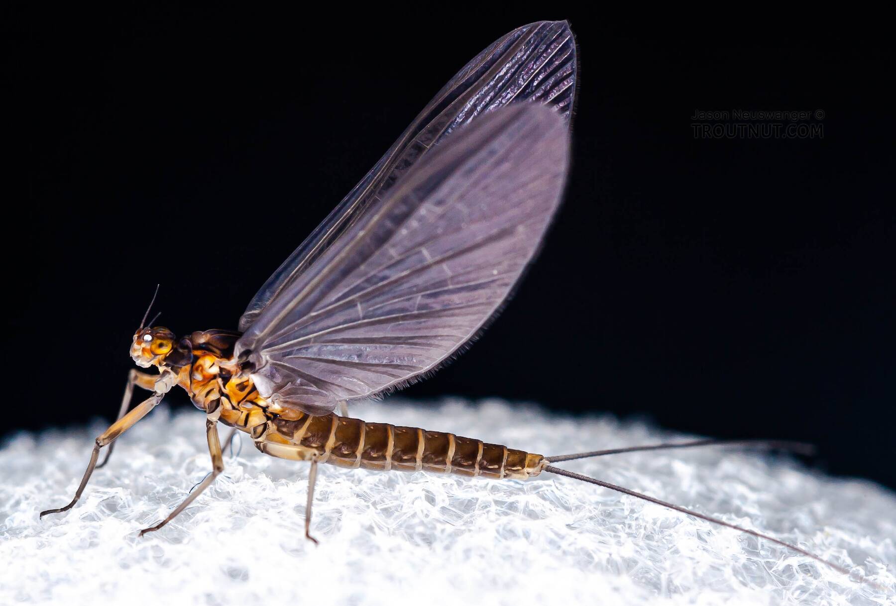 An adult mayfly